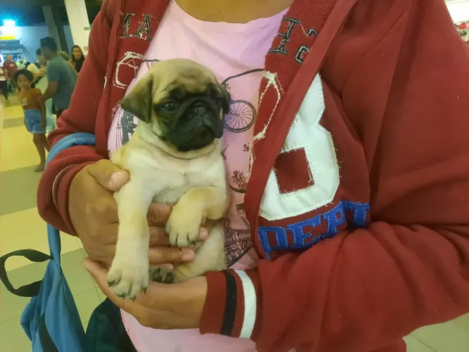 Bbs Pug porte pequeno fêmea e macho 