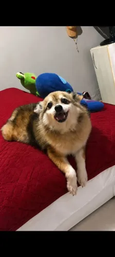 Vende-se cachorra Spitz alemão