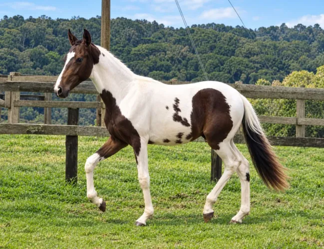 Cavalo Pampa Mangalarga Marchador