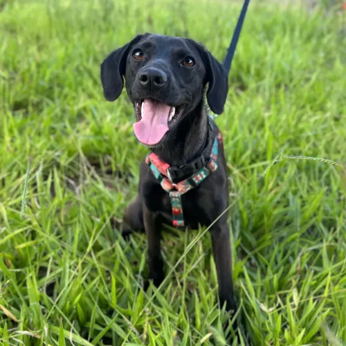 Adoção - fêmea, 7 meses, Vacinada 