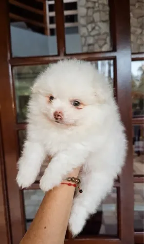 Lindo Lulu branco Anao