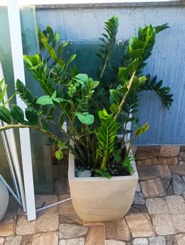 Diversas Plantas com vaso