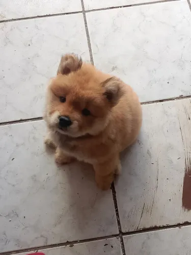 CHOW CHOW FÊMEA