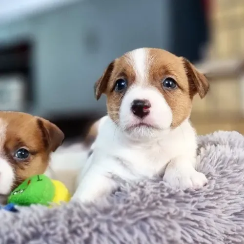 Jack Russel Filhotes 