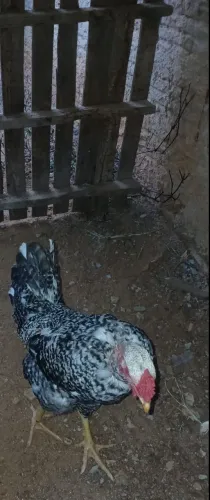 Troco frango por galinha/ franga