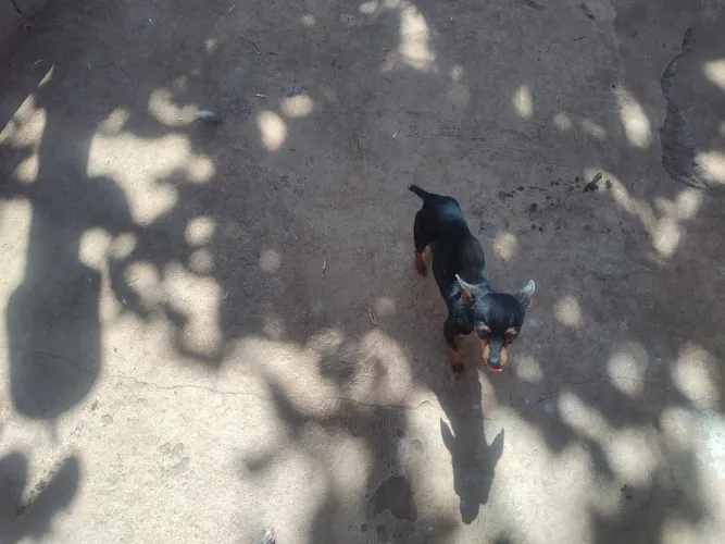Vendo Pincher  zero macho com 9 meses de idade