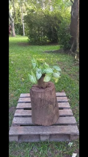 Trepadeira Singnônio 