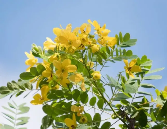 Ornamental 