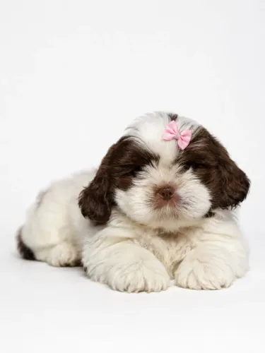 Shih Tzu fêmea entregamos pra hoje