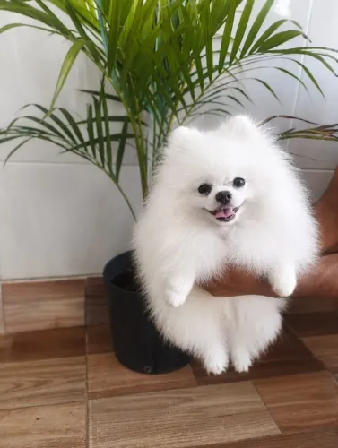 Lulu anão ursinho