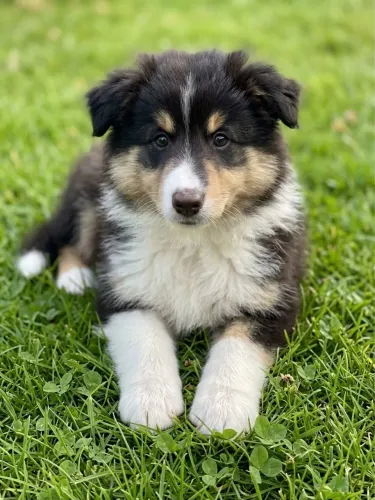 Filhotes de Pastor de Shetland (Sheltie) Disponíveis! ?