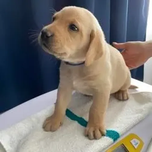 Labrador Retriever,Labrador Retriever Filhote Muito Amoroso e Dócil