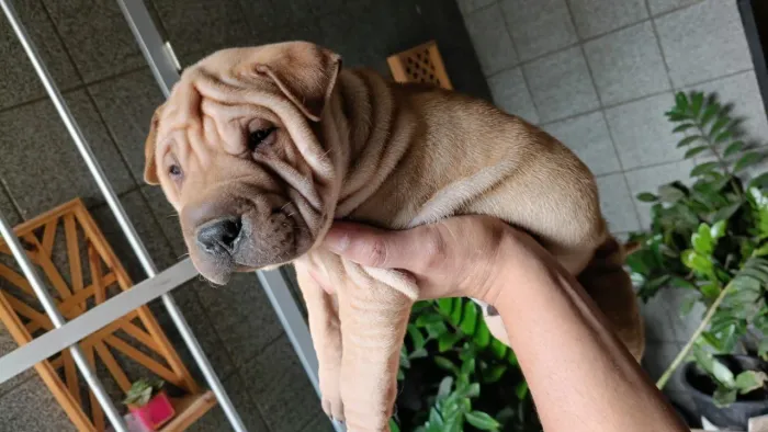 Filhotes Shar-pei 