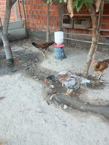 Galinhas índio gigante