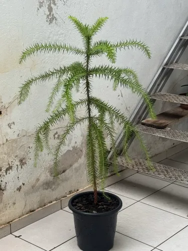 Araucária
