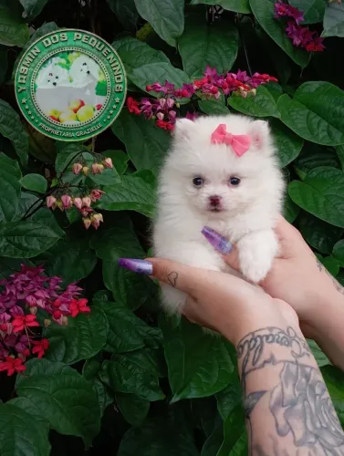 Promoção imperdível Ursinha Anã Lulu da Pomerânia