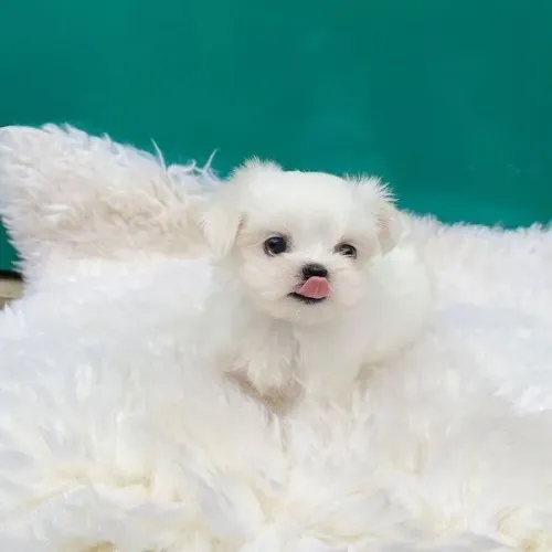 Poodle Branco Lindíssimo e Muito Brincalhão