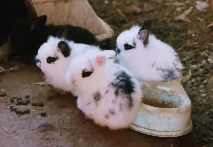 Lindos mini coelhos peludinhos