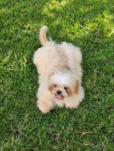 Shih-tzu Macho Lavanda - 5 meses