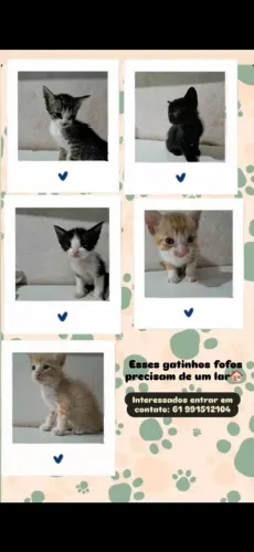 Gatinhos filhotes para adoção, necessitam de um lar