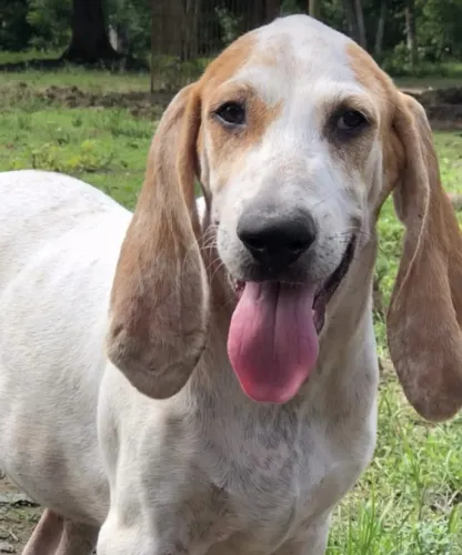Filhote de Coonhound / Urrador
