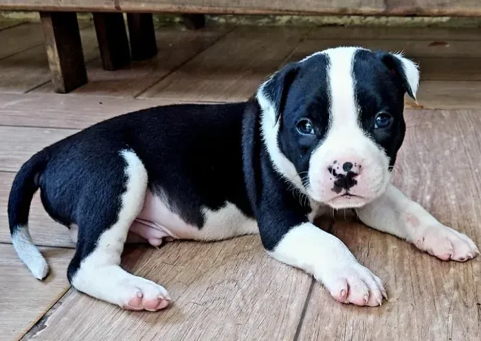 FILHOTE AMERICAN BULLY 
