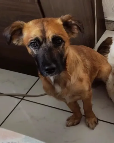 Doação de cachorro