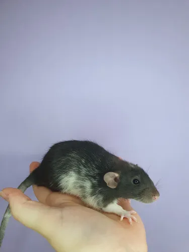 Rato Twister 