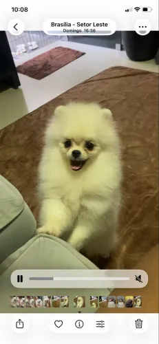 Vendo Lulu fêmea 5 meses 