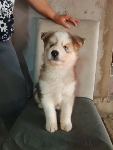 Cachorro filhotes de husky siberiano 