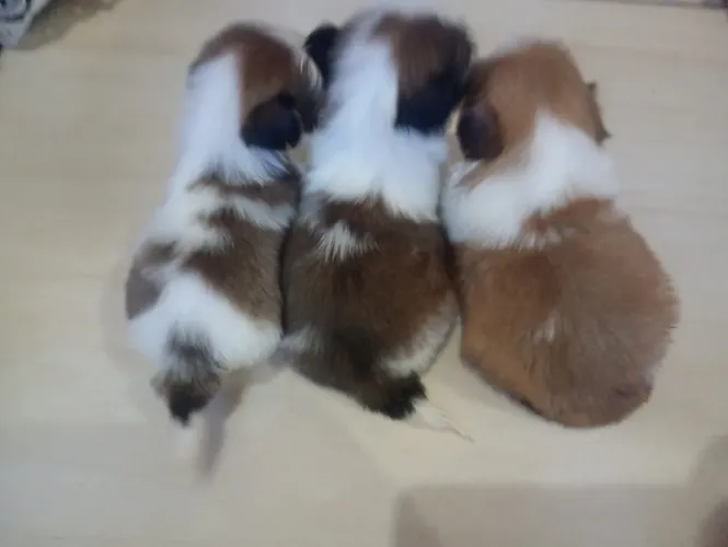 FILHOTES DE SHIH TZU Á VENDA