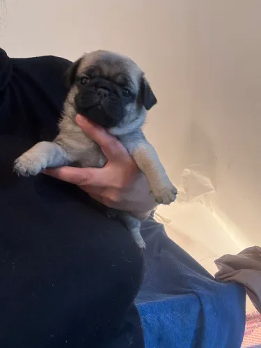 Filhote de Pug fêmea 