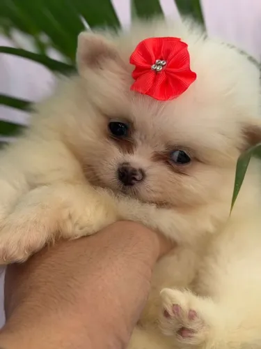 Lulu da pomerania perfeitos
