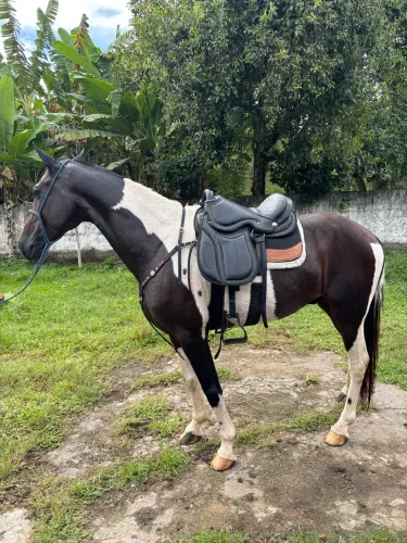 Cavalo marcha picada