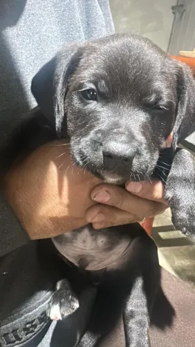 Doação de filhotes de Pitbull