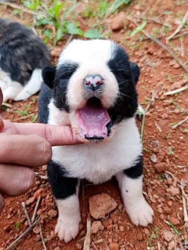 Filhotes de Akita 