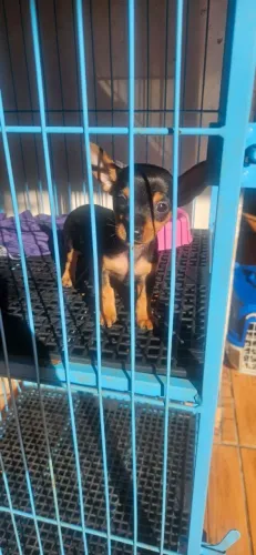 Pinscher Macho zero