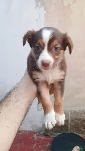 Filhotes de Border Collie em Santos .