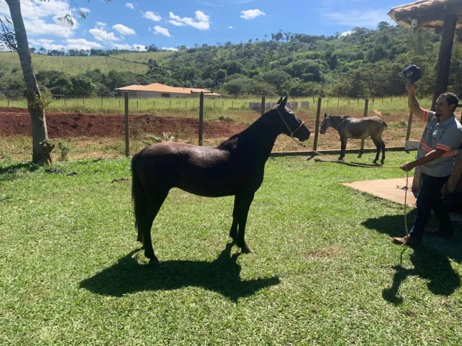 Égua piquira