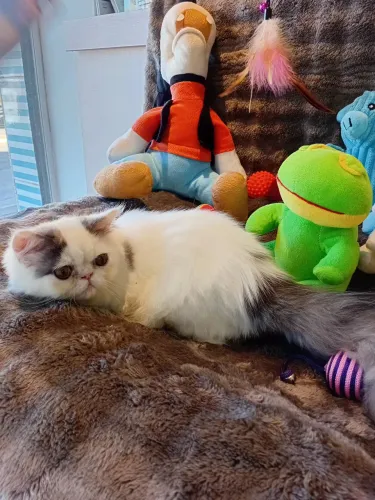 Gato persa macho