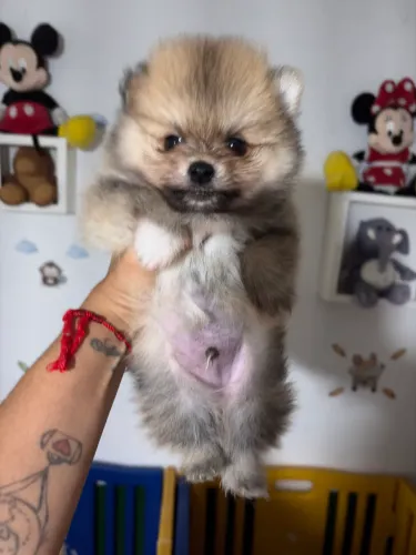 Lulu da pomerania 