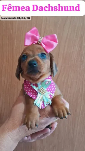 Fêmea Dachshund Basset  arlequim 