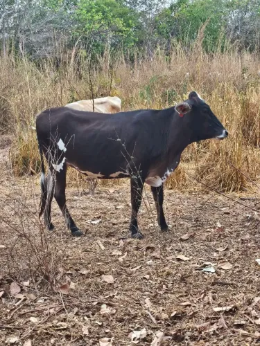 Para venda 