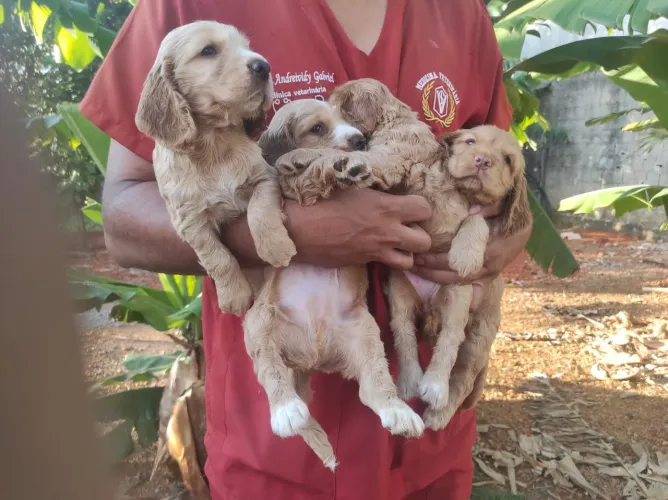 Vendo filhotes de Cocker spaniel