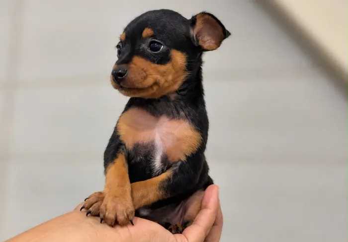 Pinscher 1