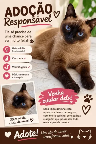 Gata castrada adoção 