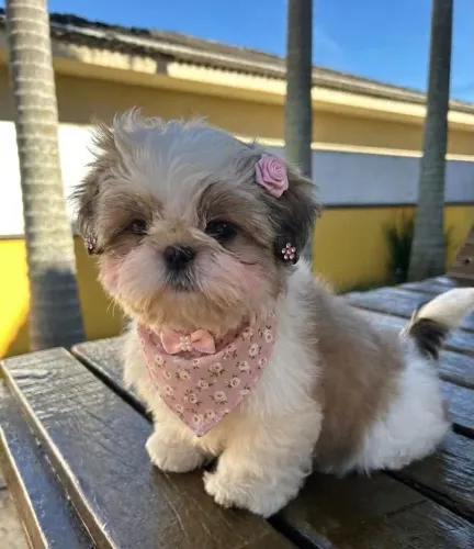 Filhote shih tzu, Seus dias ficarão mais alegres com um filhote ao seu lado!