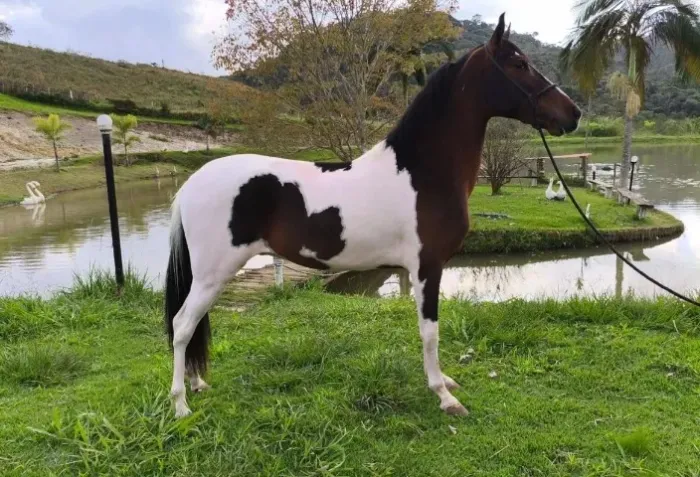 Cavalo