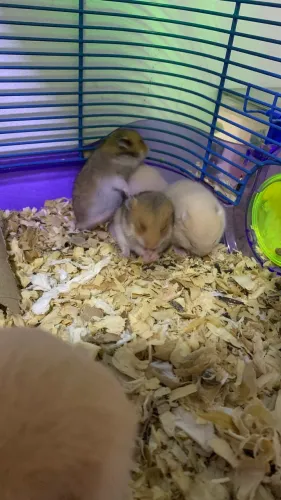 FILHOTES DE HAMSTER SÍRIO