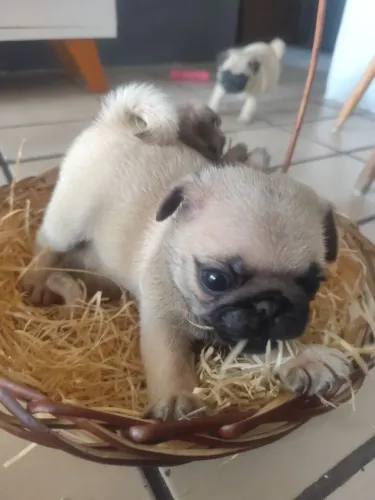 CACHORRO PUG